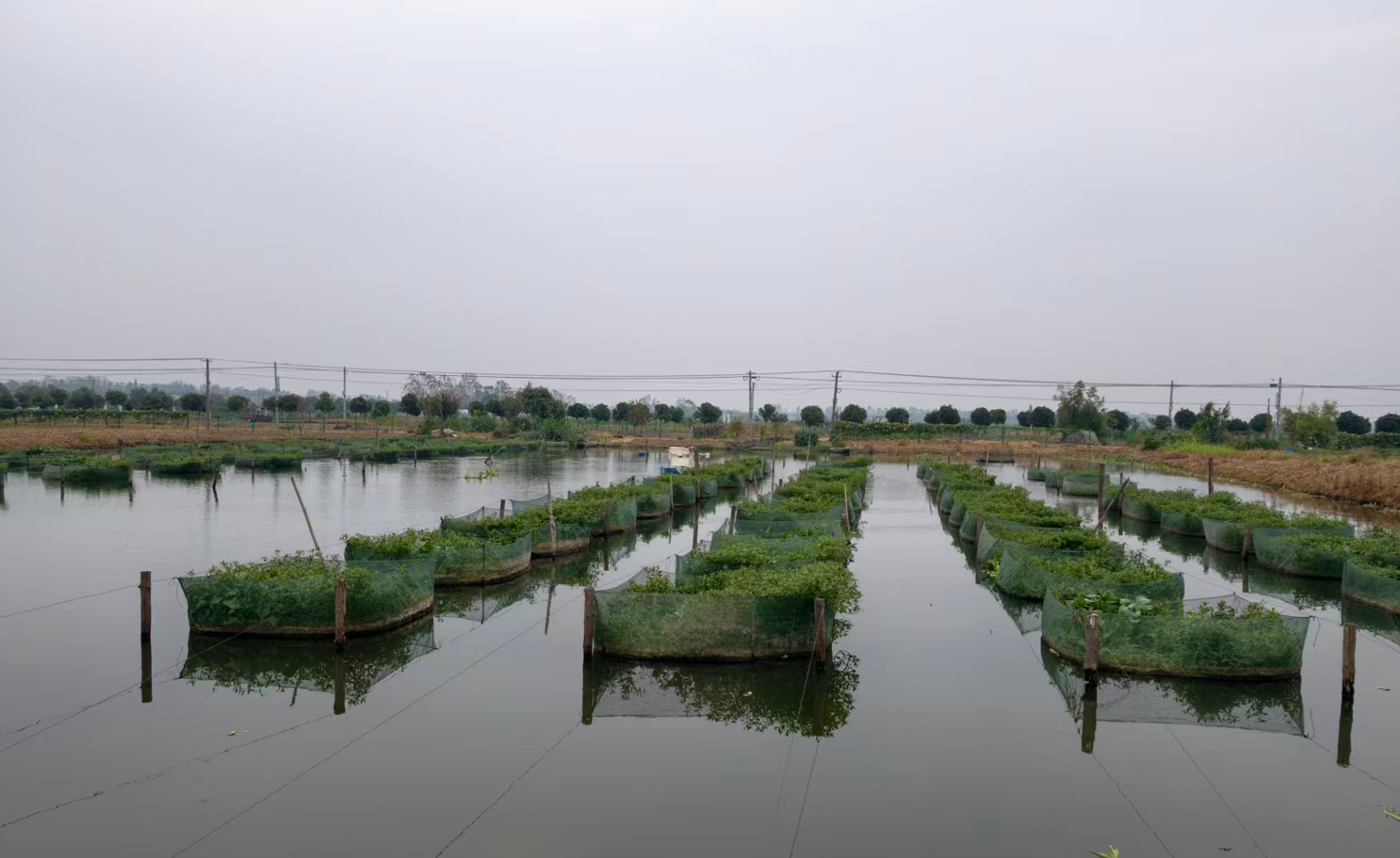 黄鳝养殖基地,无人船在塘面自动巡游投喂。范昊天摄