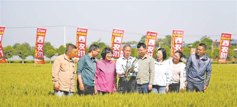 西北农林科技大学农学院教授吉万全(左四)带领团队在田间开展科研。受访者供图